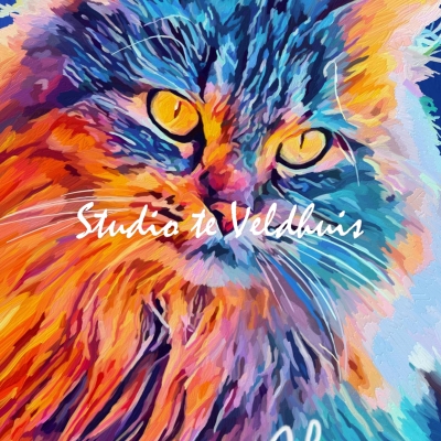 Kat | Studio te Veldhuis